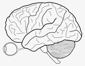 Brain Drawing At Getdrawings - Cerebral Cortex Blank Diagram #100189