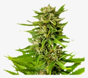 Marijuana Trimming #100323