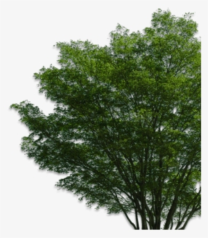 Owatonna Contact Us Today - Tree Png #100400