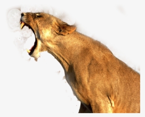 Lioness Roar Transparent Png - Good Quality Pictures Of Animals #100449