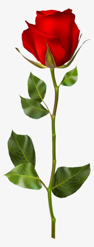 Red Rose Hd Png #100644 Red Rose Hd Png #100644