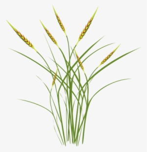 Index Of Ress Tice1 Partagevisuelian Symbolsfloragrasses - Ocean Software Technologies #101046