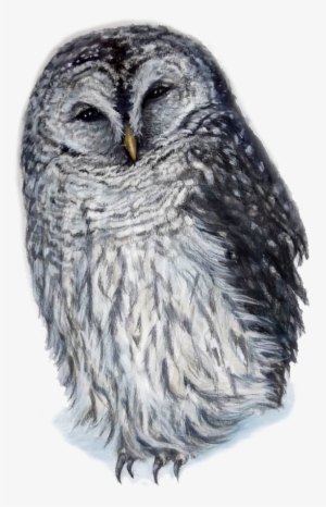 Laughing Owl By Kara Skye - Owl #101377