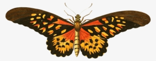 Download Butterfly Png Image - Memory Book Belongs To: ________________________________ #101582