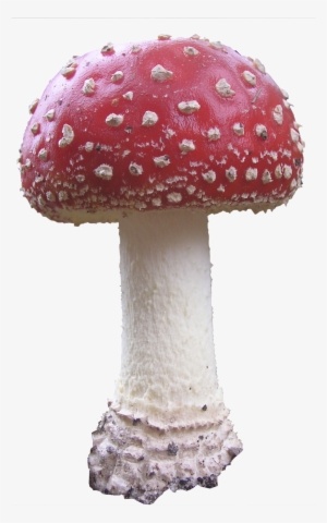 Mushroom Png #101850 Mushroom Png #101850
