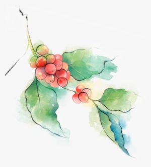 Scopri Aurora De La Paz - Coffee Plant Watercolor Png #102163