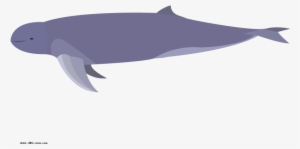 Download Bitmap Picture Irrawaddy Dolphin - Wholphin #102211