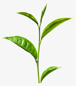 Green Tea Transparent - Stem Meaning In Hindi #102274
