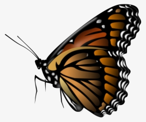 Butterflies Png Picture - Butterfly Png #102366