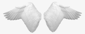 Wings PNG, Transparent Wings PNG Image Free Download - PNGkey