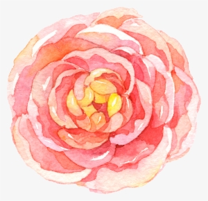 Image Library Stock Camellia Drawing Watercolor #102489