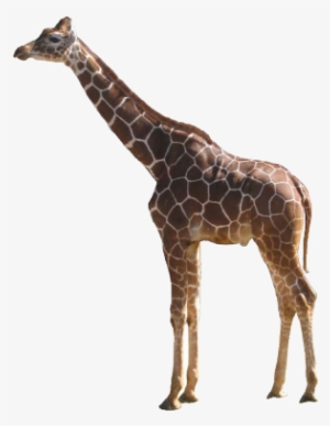 Giraffe - Giraffe Png #102648 Giraffe - Giraffe Png #102648