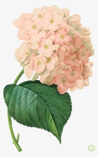 Kwiaty Transparent - Pink Hydrangea Png Watercolor Png #102718
