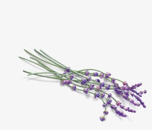 Flowers - Transparent Lavender Png #102743