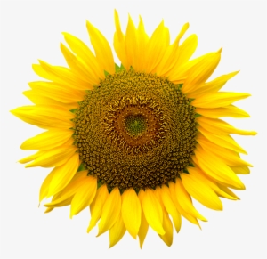 Sunflower Png #102938