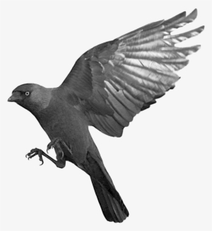 Raven Flying Transparent Png - Crow Flying Transparent Background #103204