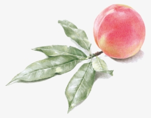 Watercolor Painting Peach Transprent Png Free Download - Watercolor Peach Free Png #103228