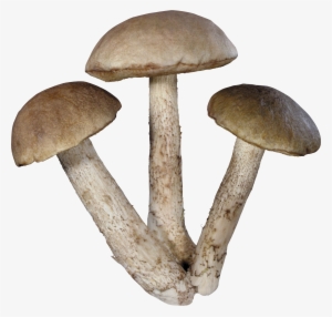 Mushroom Png Image - Mushroom Png #103513