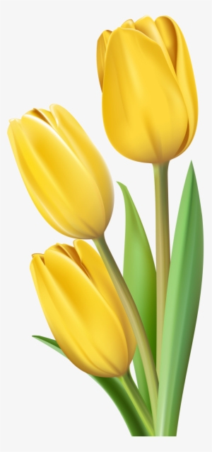 Фото, Автор Soloveika На Яндекс - Yellow Tulip Clipart #103582