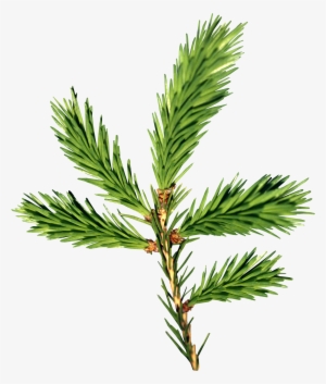 Download - Balsam Fir Png #103707