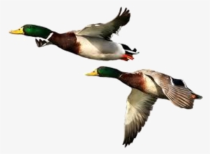 Duck Png Free Download - Duck Png #104040