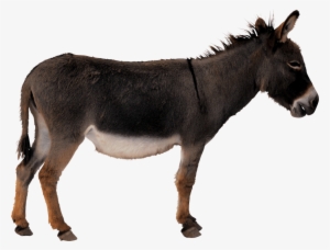 Free Png Donkey Png Images Transparent - Donkey Transparent #104385
