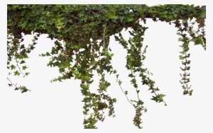 Ivy0062 4 L 1 1 1 - Ivy #104494 Ivy0062 4 L 1 1 1 - Ivy #104494