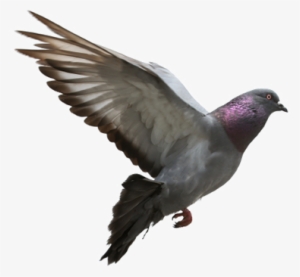 Pigeon Png Transparent Images Png All - Gopal Pathak Editing Backgrounds #104525