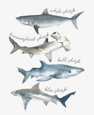 Tshirt Shark Watercolor - Shark Print #104718