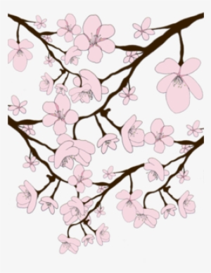 Drawn Cherry Blossom Transparent - Portable Network Graphics #105438