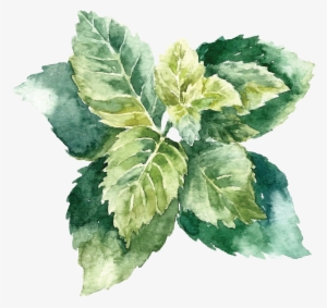 Mint Vector - Object Drawing With Watercolor #105719
