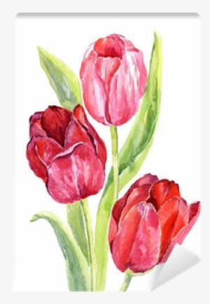 Tulipanes En Acuarela Png #105738