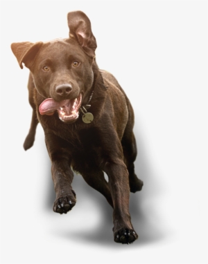 Running Dog Png #105821