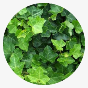English Ivy - Ivy Poisonous To Horses #105889