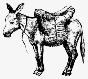 Donkey Dairy Cattle Mule Horse T-shirt - Donkey #106020