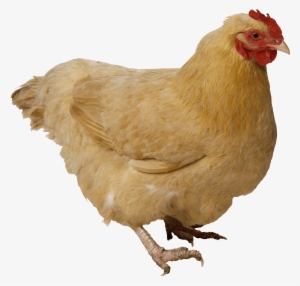 Chicken Brown - Chicken Transparent Png #106163