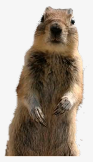 Squirrel-png - Crasher Squirrel #106185