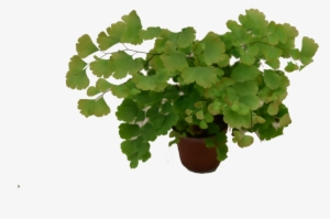 Mini Plant #106356