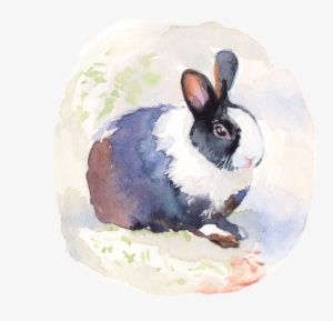 Thank You - Domestic Rabbit #106782