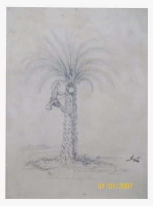 English School Drawing Of Palm Or Toddy Tree ,c - School #107116