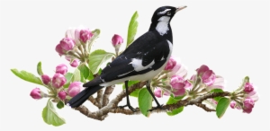 Transparent Flower And Trees #107171