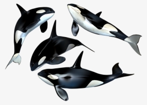 Killer Whale Png Stock By Roys-art - Whales Png #107237