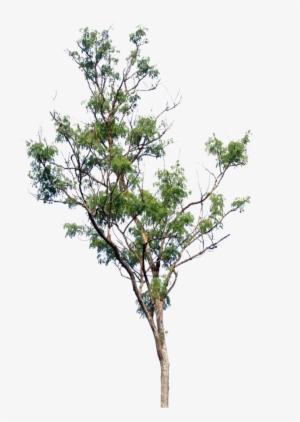 Tree Png By Blur-stock - Arboles Png Para Renders #108034