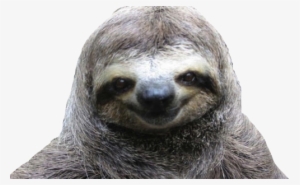 Vector Free Library Collection Of Free Download On - Sloth Transparent #108217