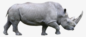 Rhino Png #108264