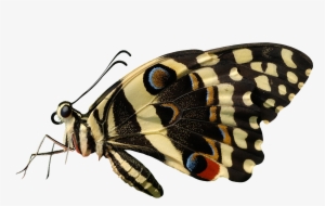 Butterfly Png #108397