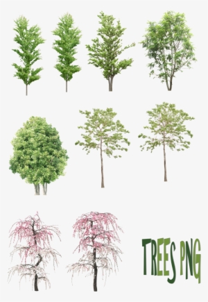 15 Pine Tree Png Drawing For Free Download On Mbtskoudsalg - Sketch Tree Png #108427