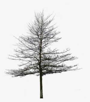 Oak Tree Png Image - Black And White Tree Archtechture Png #108594