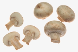 Mushroom Png #109042