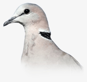 Ring-necked Dove - American Mourning Dove #109744 Ring-necked Dove - American Mourning Dove #109744